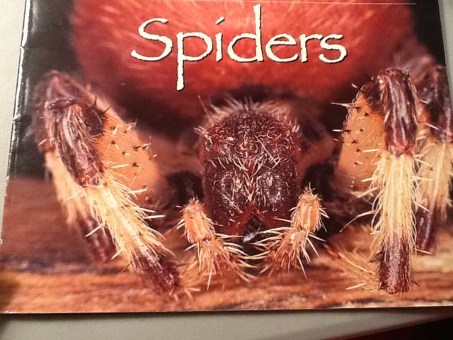 Spiders