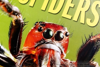 Spiders