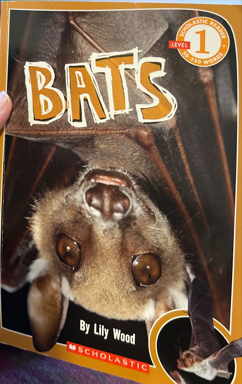 Bats - Traci Dibble (Scholastic Inc. - Paperback) book collectible [Barcode 9780545237543] - Main Image 3