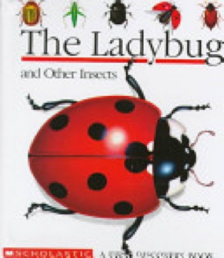 The Ladybug And Other Insects