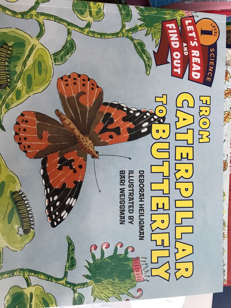 From Caterpillar To Butterfly