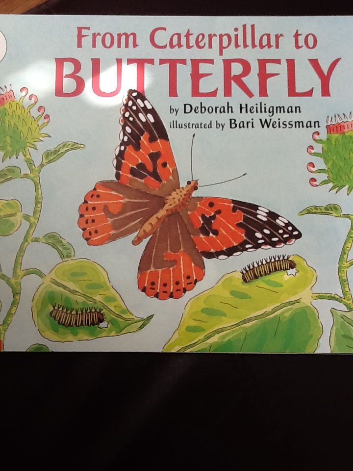 From Caterpillar To Butterfly