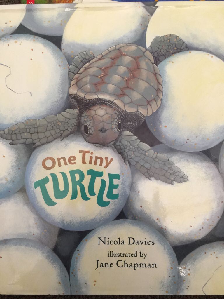 One Tiny Turtle