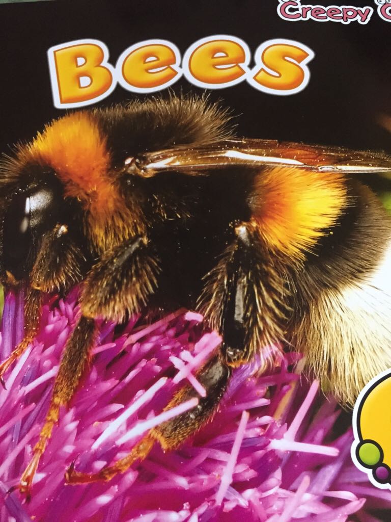 Bees