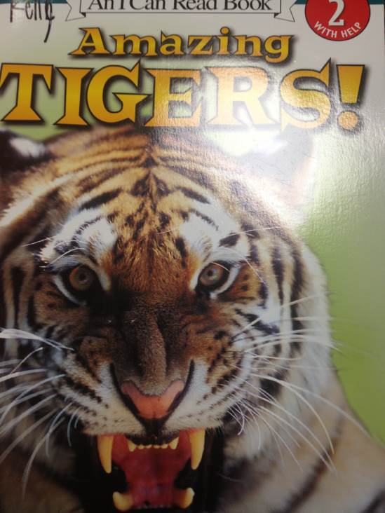 Amazing Tigers!