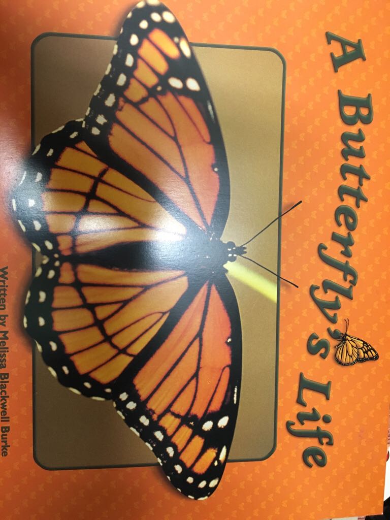 A Butterfly’s Life