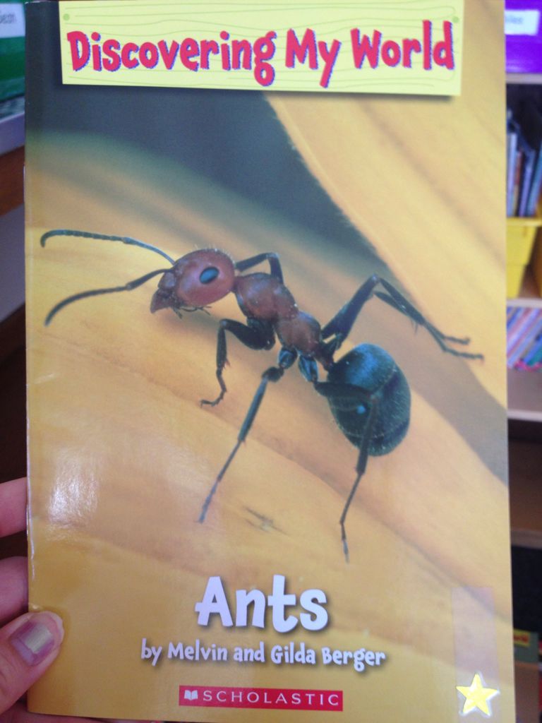 Ants