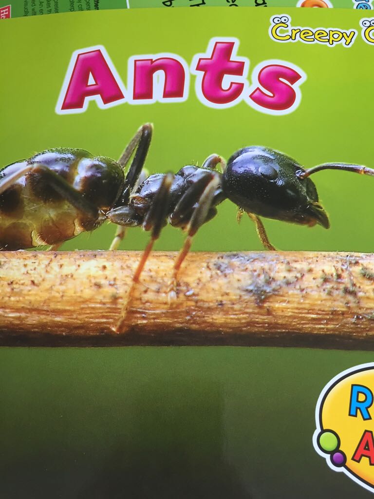 Ants