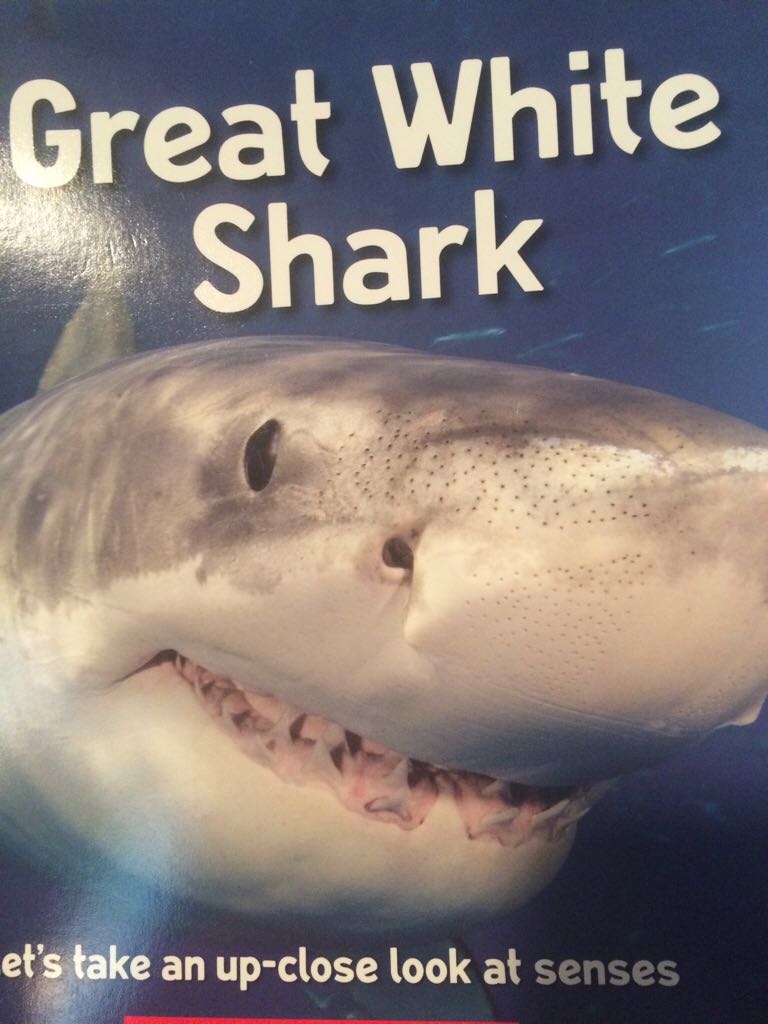 Let’s Look! Great White Shark