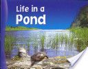 Life In A Pond