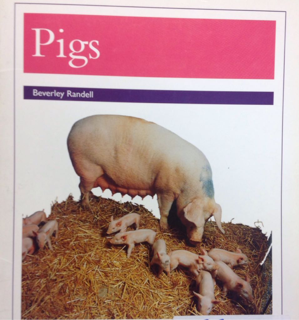 Pigs