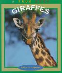 Giraffes