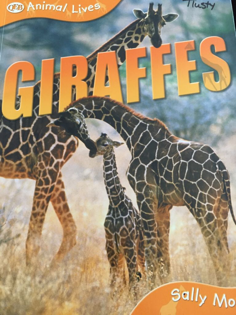 Giraffes