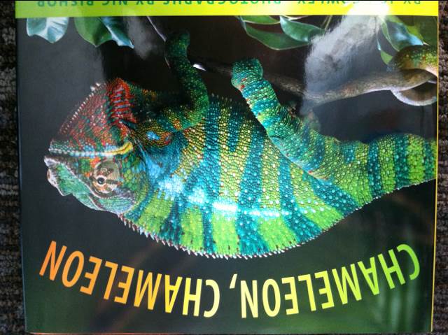Chameleon, Cameleon - Joy Cowley (Gardners Books) book collectible [Barcode 9780439666534] - Main Image 1