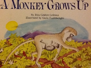 A Monkey Grows Up - Rita Golden Gelman (- Paperback) book collectible [Barcode 9780590415101] - Main Image 1