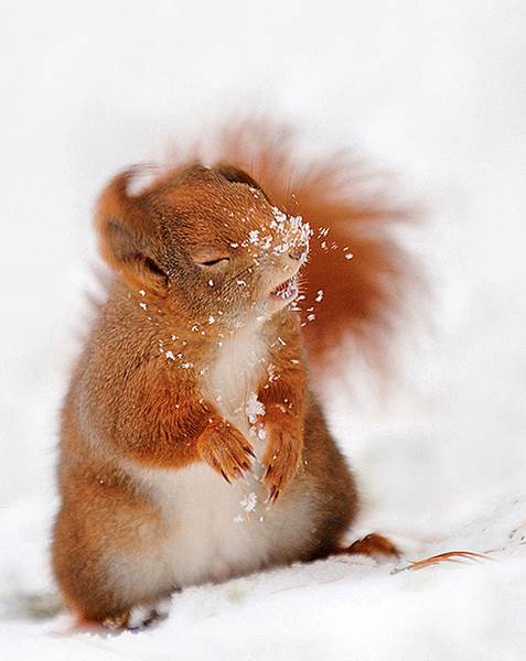 Squirrels