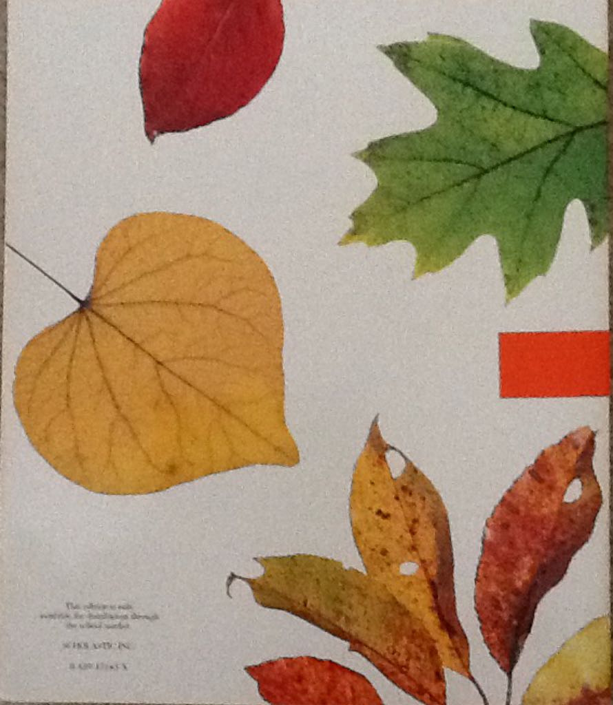Autumn Leaves - Ken Robbins (Scholastic Inc. - Paperback) book collectible [Barcode 9780439131438] - Main Image 2