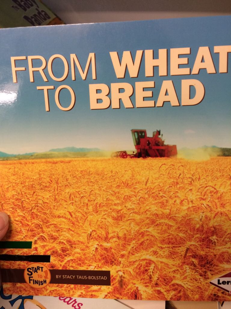 From Wheat To Bread - Stacy Taus-Bolstad book collectible [Barcode 9780822506737] - Main Image 1
