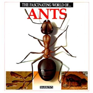 The Fascinating World Of Ants