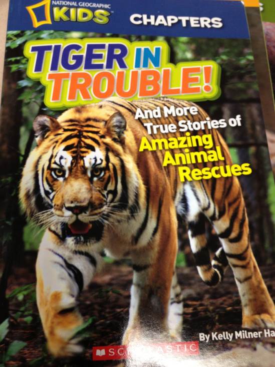 Tiger In Trouble