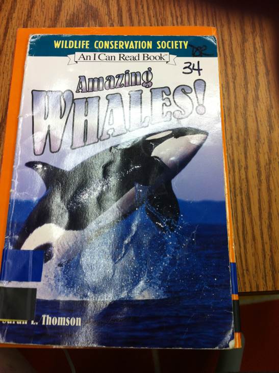 Amazing whales! - Sarah L. Thomson (- Paperback) book collectible [Barcode 9780439870047] - Main Image 1