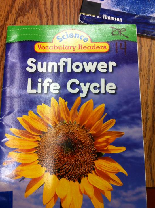 Sunflower Life Cycle