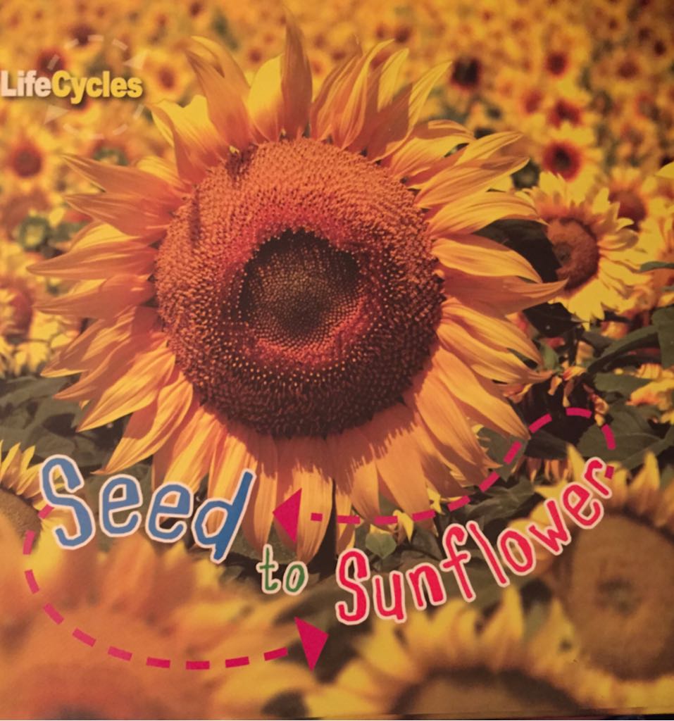 Seed To Sunflower