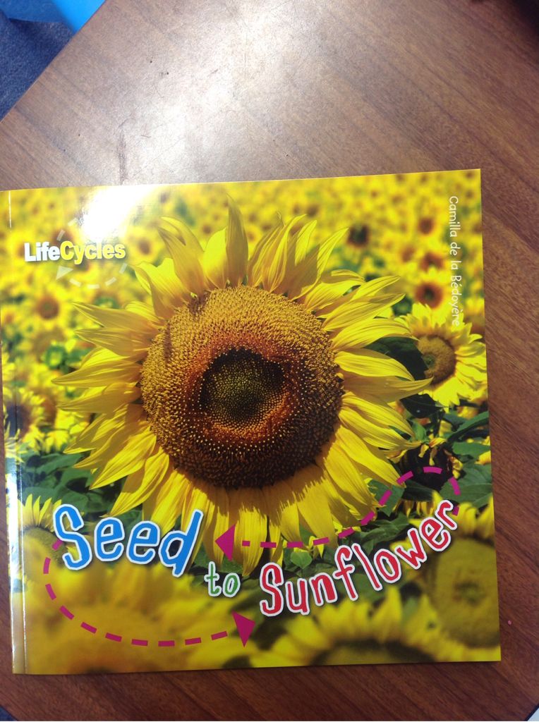 Seed To Sunflower