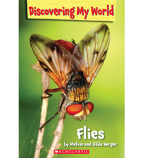 Flies