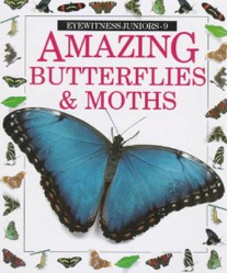 Amazing butterflies