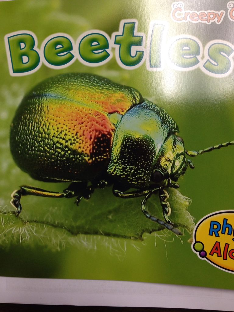 Beetles