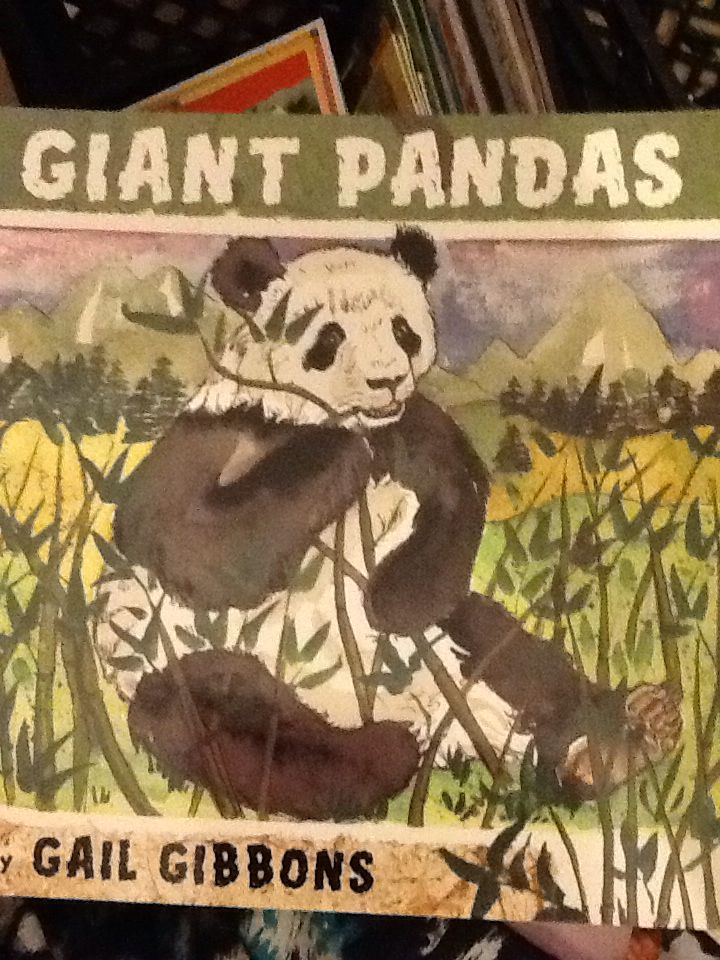 Giant Pandas