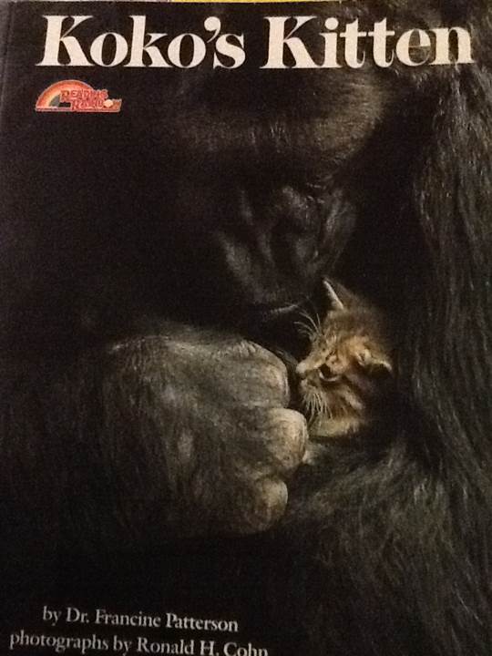 Koko’s Kitten