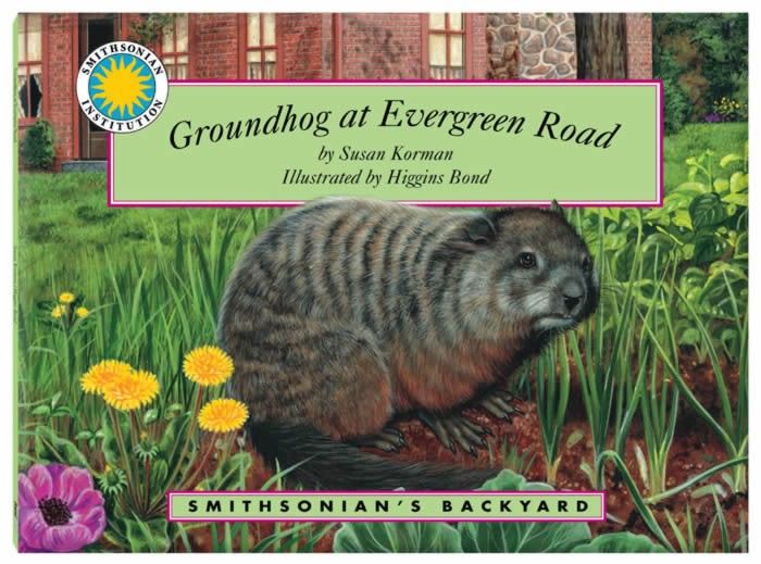 Groundhog at Evergreen Road