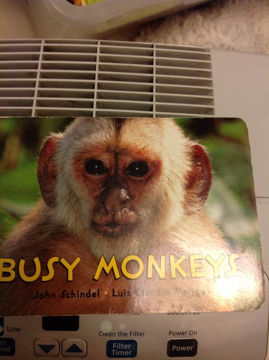 Busy Monkeys