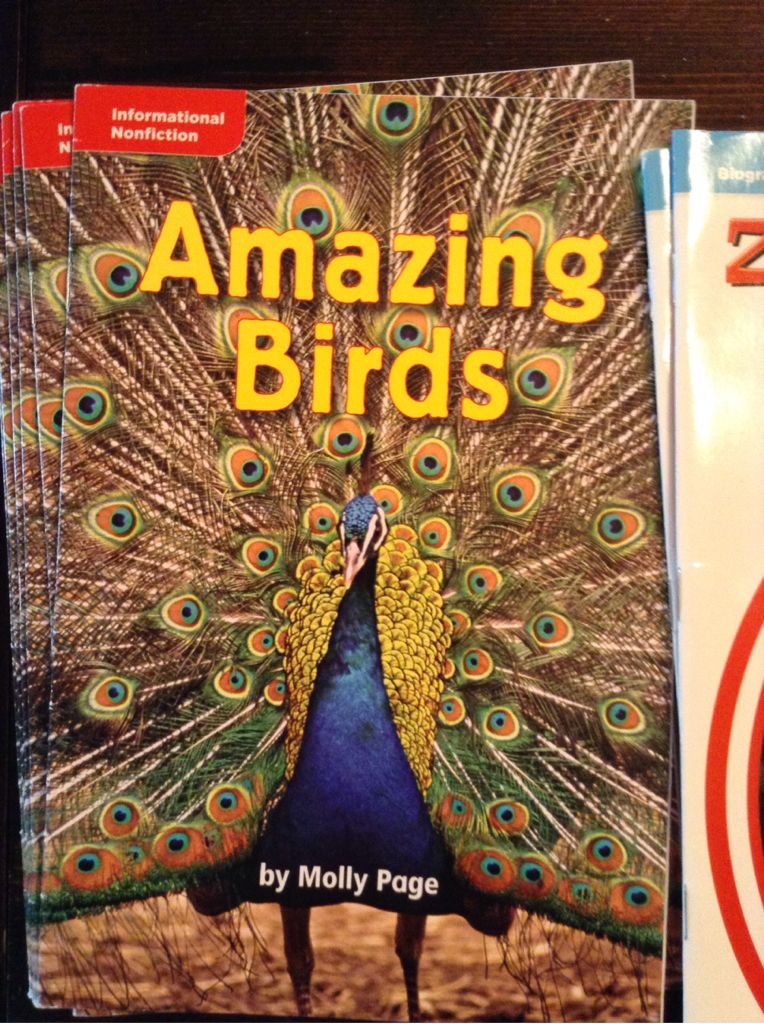 Amazing Birds