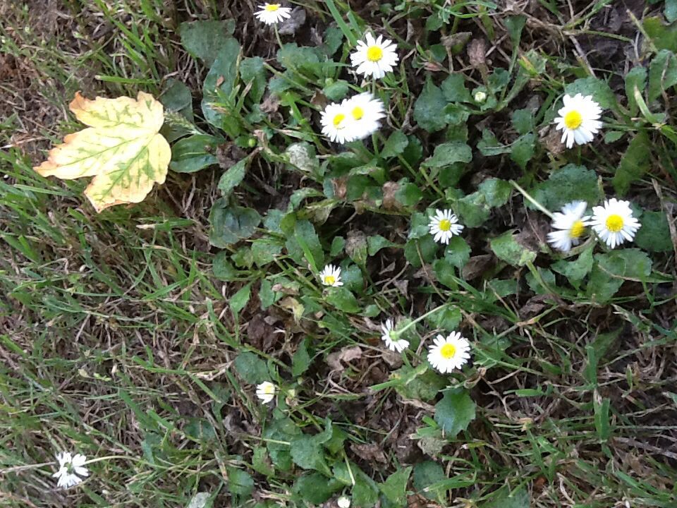 Webster’s New World English Grammar Handbook