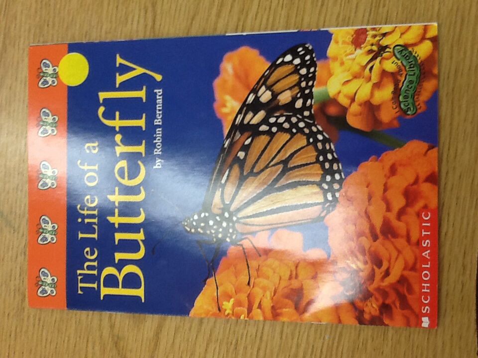The Life Of A Butterfly