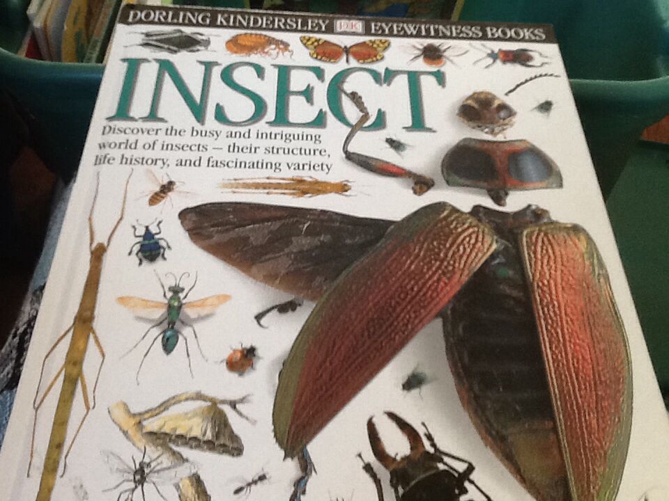 Insect