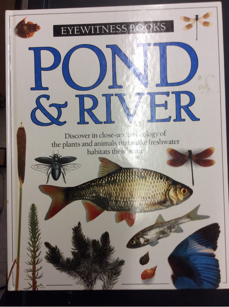 Pond & River