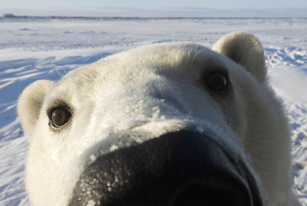 Penguins Close Up; Polar Bears Close Up