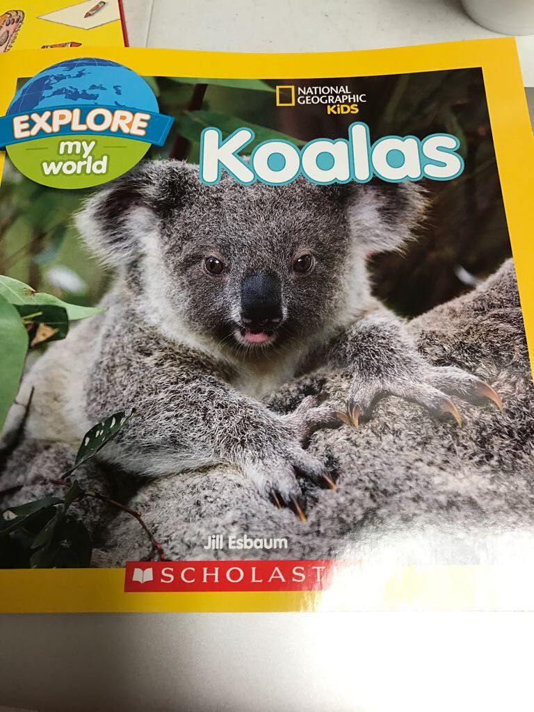 Koalas