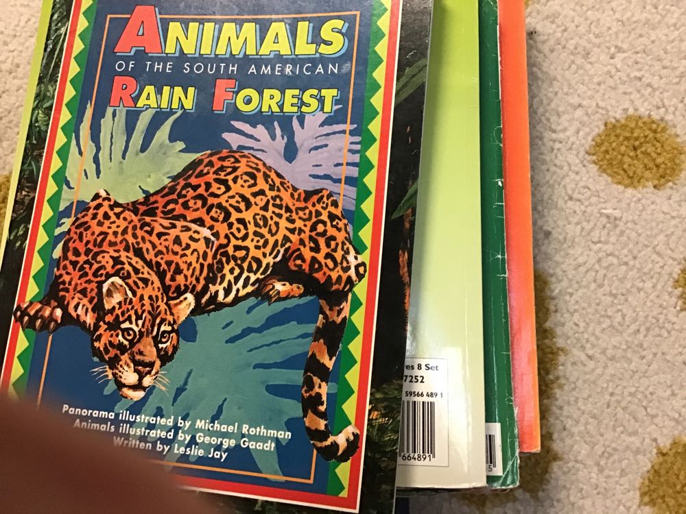 Animals Of The South American Rain Forests