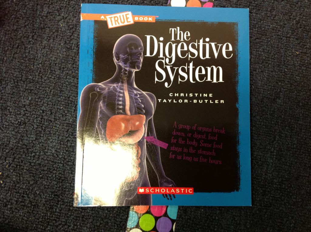 The Digestive System