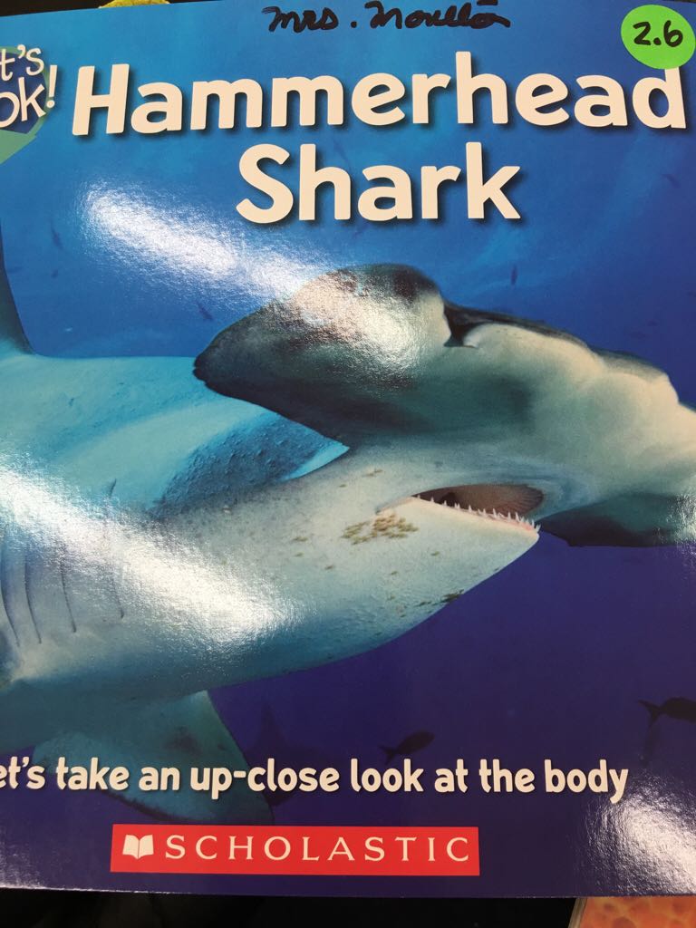 Hammerhead Shark