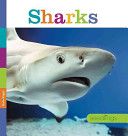 Seedlings: Sharks