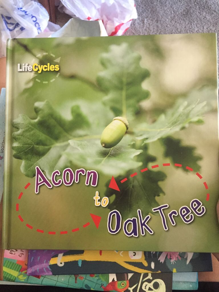 Acorn To Oak Tree