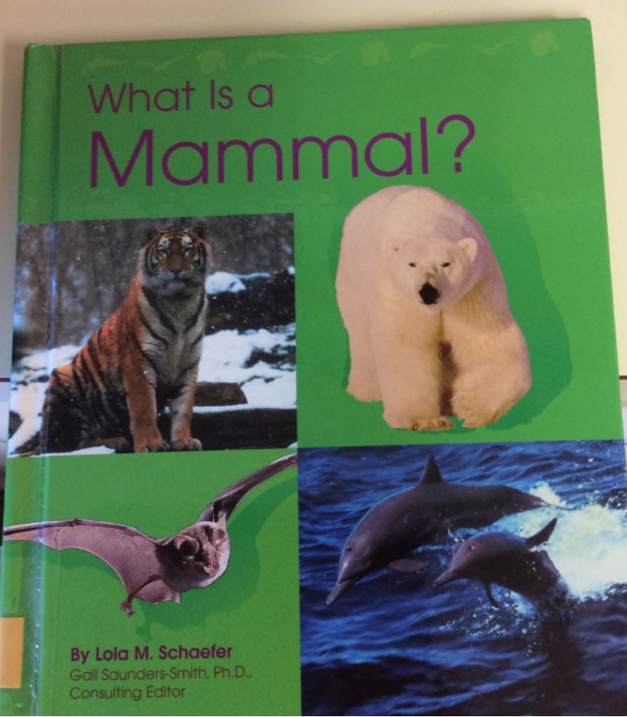 What Is a Mammal?