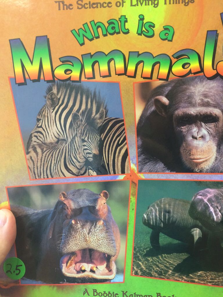 What Is a Mammal?