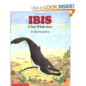 Ibis: A True Whale Story - John Himmelman (Scholastic - Paperback) book collectible [Barcode 9780590428491] - Main Image 1